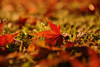 Close-up of red maple leaves on field