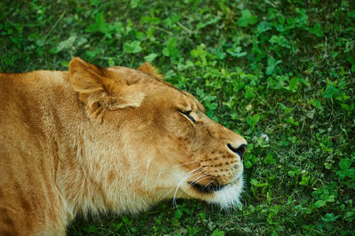 Close-up of lioness