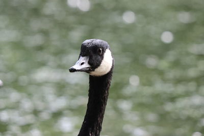 Close-up of a bird