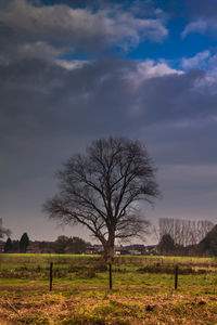 Bare tree on field against sky