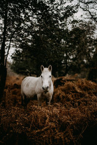 New forest pony amongst the golden ferns in autumn