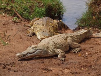 High angle view of crocodile on shore