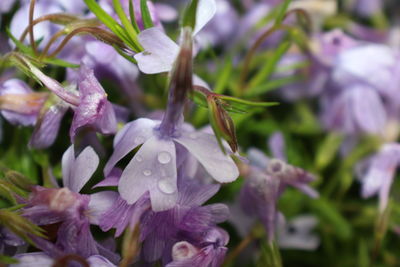 Close-up of purple flowers