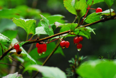 Close-up of red berries on tree