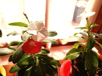 Close-up of flowering plant