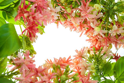 Low angle view of pink flowering plants