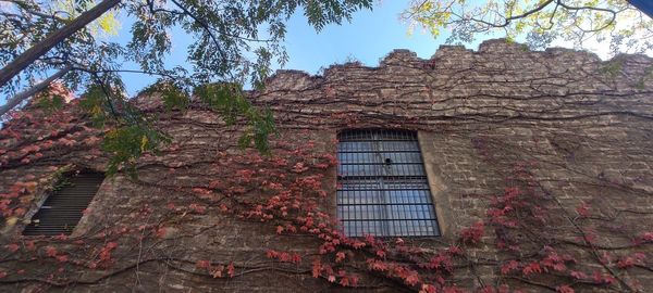 Low angle view of ivy growing on building