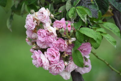 Close-up of pink flowering plant