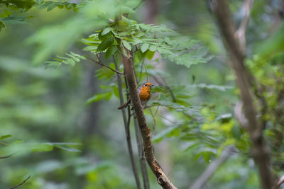 Close-up of european robin on plant