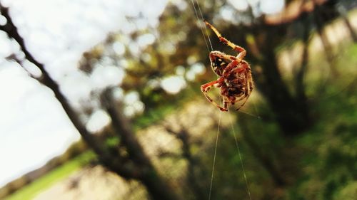 Close-up of insect