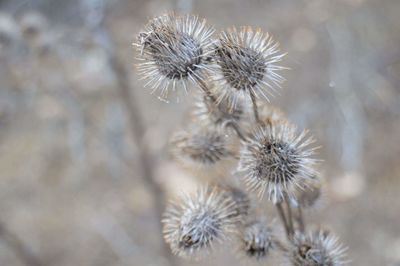 Close-up of thistle