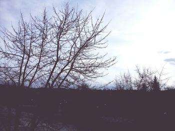 Low angle view of bare trees against sky