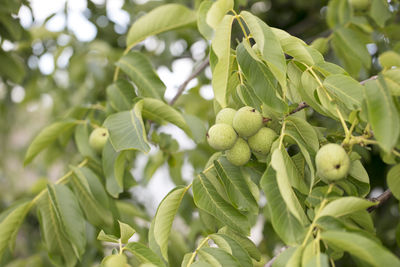 Close-up of berries growing on tree