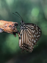 Close-up of butterfly