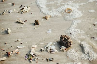 High angle view of shells on beach