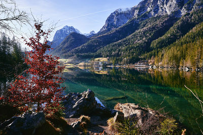 Colorful tree at lake hintersee