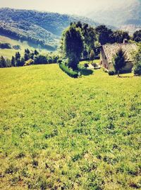 Scenic view of grassy field