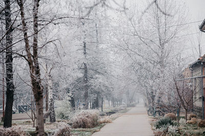 Footpath amidst bare trees during winter