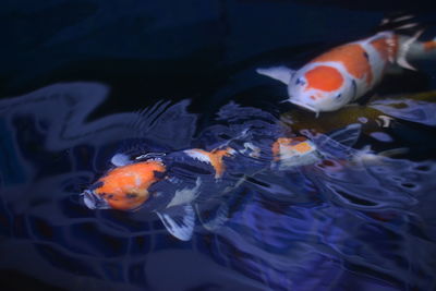 Tricolor koi fish swimming in pond on dark background.