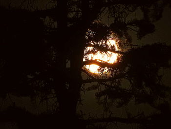 Silhouette trees against sky during sunset