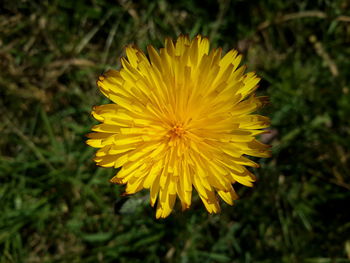 Close-up of yellow flower