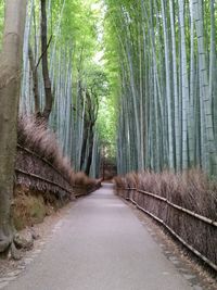 Empty footpath amidst bamboos in forest