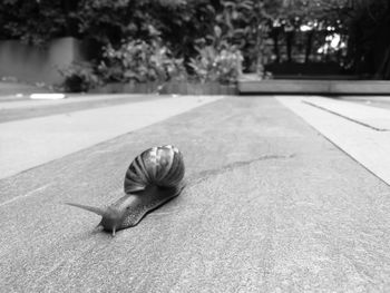 Close-up of snail