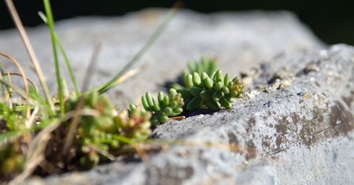 Close-up of fresh green plant