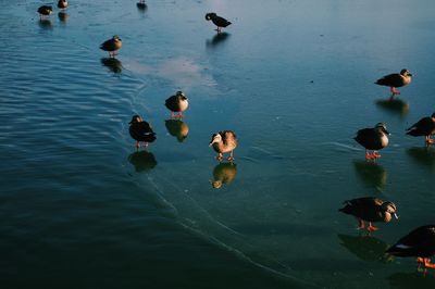 Birds floating on water