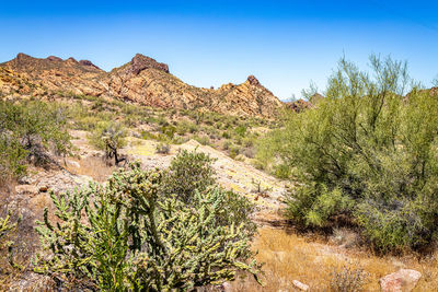 Plants growing on land against clear blue sky