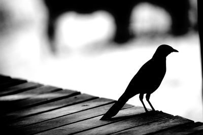 Close-up of birds on wood