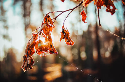 Close-up of dried leaves hanging on tree