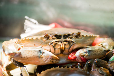 Close-up of crab in water