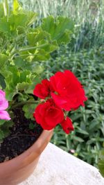 Close-up of red flowers