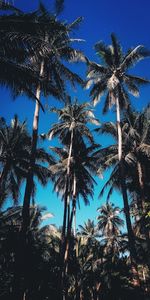Low angle view of palm trees against sky