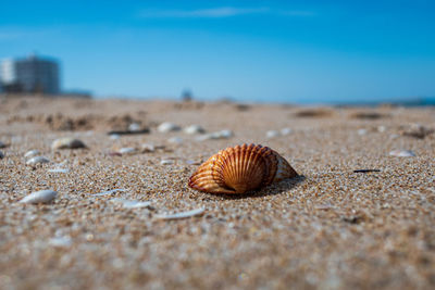 Close-up of a shell on the beach sand, with unfocused background.