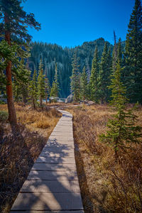 Footpath amidst trees in forest