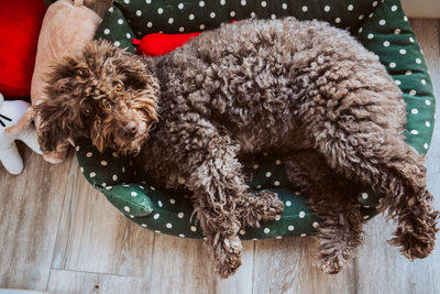 High angle view of dogs sitting on table