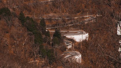 High angle view of trees in forest