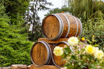 High angle view of plants