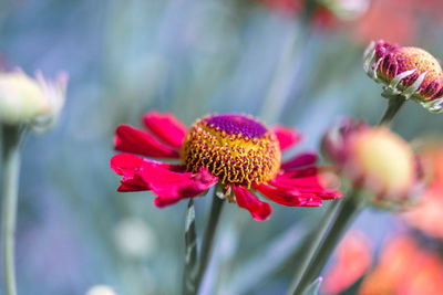 Close-up of pink flower