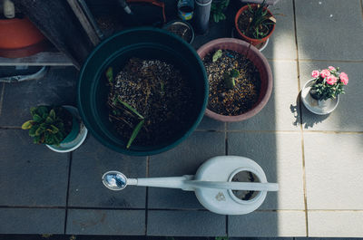 Potted plants