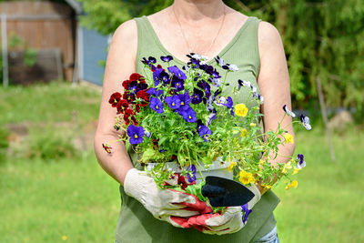 Gardener florist in work gloves holds seedlings of pansies in the summer garden of the house