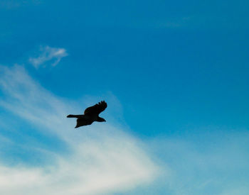 Low angle view of bird flying in sky