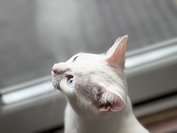 Close-up of a cat