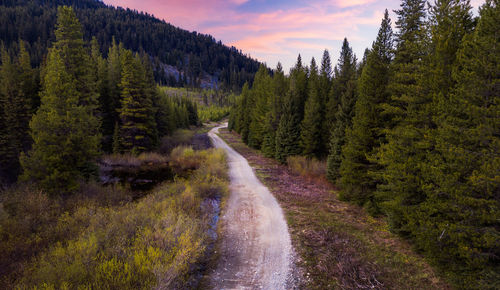 Road amidst trees in forest during autumn