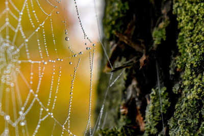 spider web