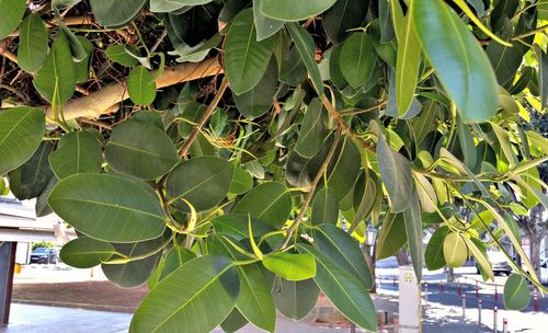 Close-up of a tree