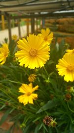 Close-up of yellow flowering plant