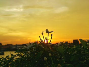 Close-up of orange flowering plant against sky during sunset